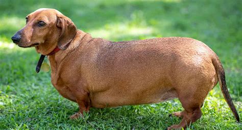 Fat Dachshund Is Your Dog Putting On Weight And How You Decrease It