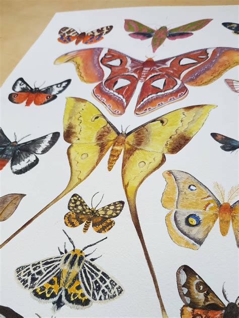 Moth Print Moth Art Moths Chart Room Decor Moth Collection Etsy