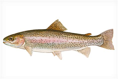 All About Rainbow Trout Fly Fisherman