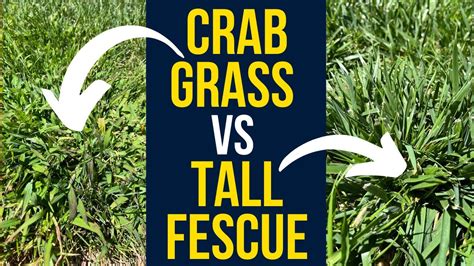 Tall Fescue Vs Crabgrass Whats The Difference Youtube