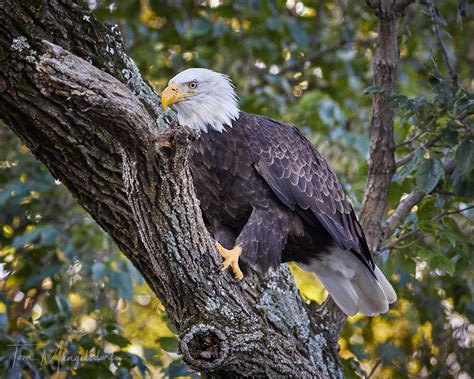 Bald Eagles On The James River Tom Mangelsdorf