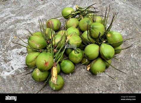 Coconut Farm Thailand Hi Res Stock Photography And Images Alamy