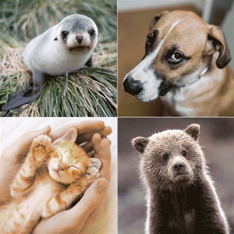 Back At Work And Stressed Cute Baby Animal Photos May