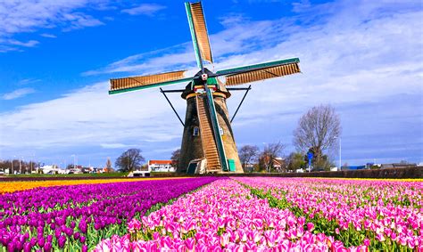 Praderas Tulipanes Una Explosión De Color En Los Países Bajos El