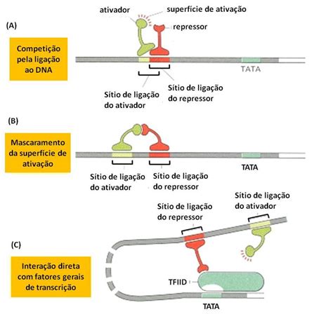 Genmol Genética Molecular Sinopse Do Controle Da Expressão Gênica Em