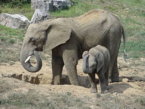 Le site de zoo de beauval vous propose les horaires et les meilleurs tarifs dont vous avez besoin. Le zoo de Beauval ? Oui c'est géant, et pas que pour les ...