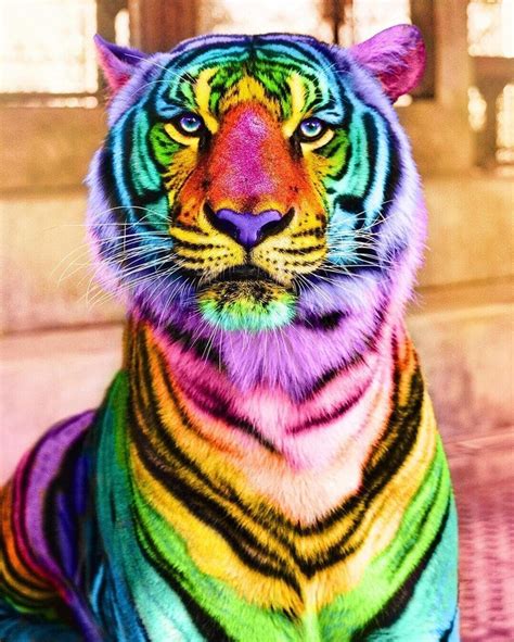 Animals The Magnificent Rainbow Makeover Edition Colorful Animals