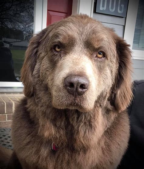 Beige Newfoundland Dog Lovers Home