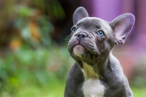 Aren't they supposed to be just dogs? French Bulldog Price: How Much Do French Bulldog Puppies ...