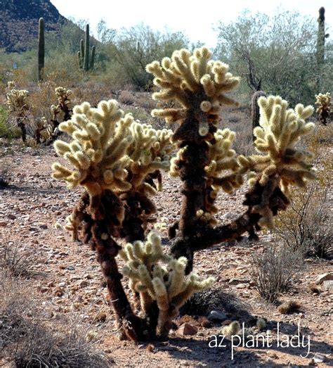 Why do cacti have spines? Spines: Why Do Cacti Have Spines
