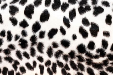 Free Black And White Cheetah Print Wallpaper Download Free Black And