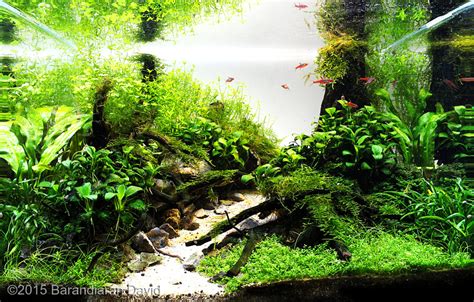 Is it possible to use the glass in 511 or gritty and which of template components glass may replace in. AGA 2015 Aquascaping Contest: #536