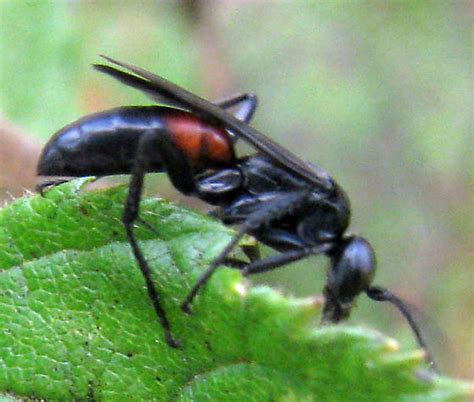 Small Black Wasp With Red Patch Arachnospila Bugguidenet