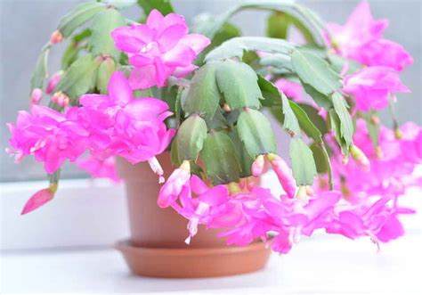 What do i need to do to i have this huge cactus plant & just won't bloom!! Schlumbergera, Christmas cactus: advice on caring for it