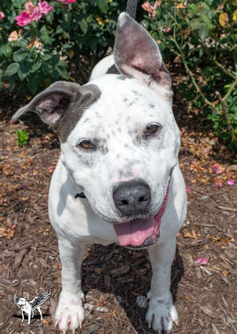 Meet momma a pet for adoption. Dog Adoption Dallas Ga : Adopt Barney a Brown/Chocolate ...