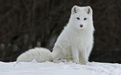 Download Animal Arctic Fox Hd Wallpaper