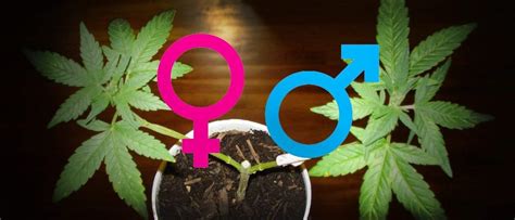 How To Tell If A Cannabis Plant Is Male Or Female • Page 4 Of 4 • Green
