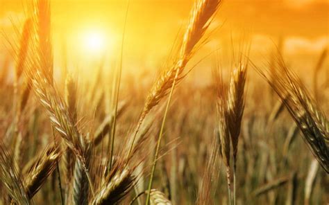 Harvest Wallpapers Top Free Harvest Backgrounds Wallpaperaccess