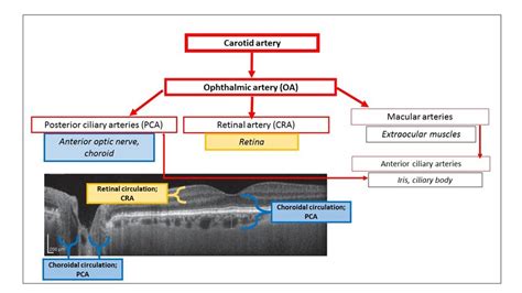 Ocular Blood Supply Download Scientific Diagram