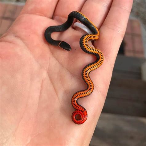 Pin By Solène On ※ΔΠimΔils※ Cute Reptiles Ringneck Snake Pet Snake