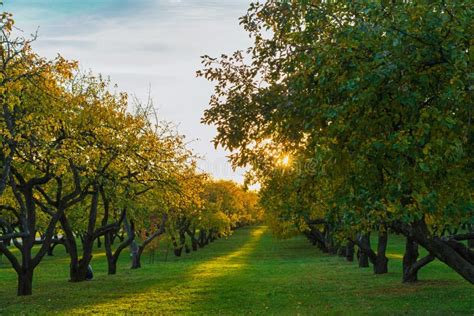 Autumn Apple Orchard At Sunset Autumn Landscape Stock Photo Image Of