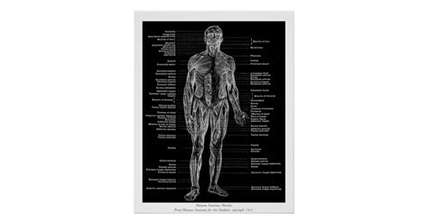 Vintage Human Anatomy Muscles Front View Black Poster