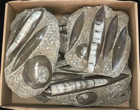 Clearance Lot Fossil Orthoceras And Goniatite Plates 7 Pieces 215295