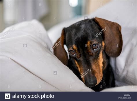 Black And Tan Miniature Dachshund Pet Dog Asleep In Bed Stock Photo Alamy
