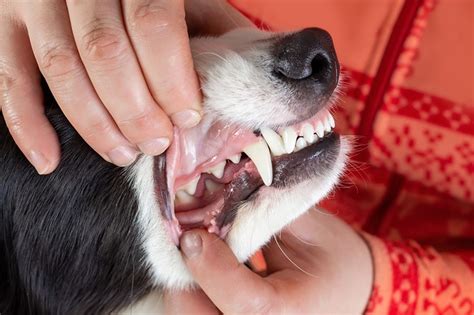 Lip Fold Pyoderma In Dogs Vet Answer Causes Signs And Treatments Hepper