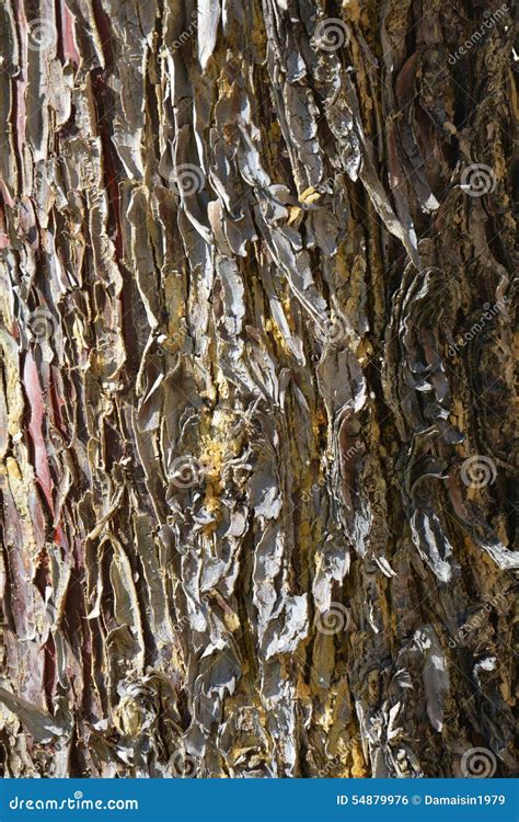 Vivid Barks On An Old Tree Texture Stock Photo Image Of Fashion