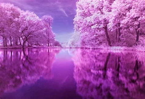 Image Result For Pink Forest Scenery Beautiful Landscapes Beautiful