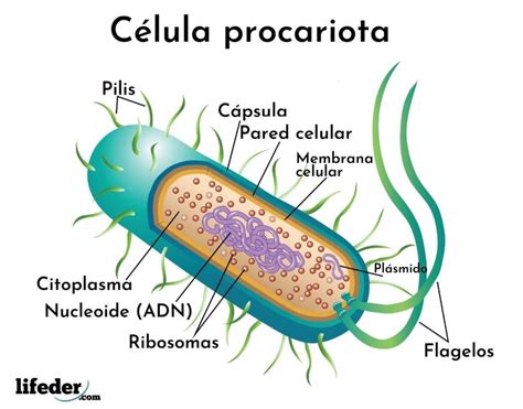 C Lula Bacteriana Qu Es Caracter Sticas Estructura Partes