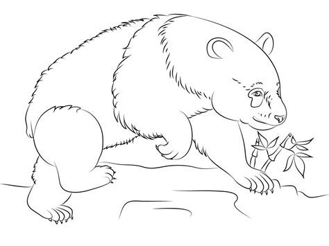 panda bear coloring pages  coloring  drawing class  worksheets