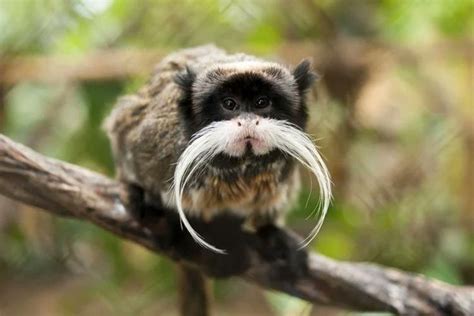 Greenpeace on Twitter | Cute animals, Unusual animals, Unique animals