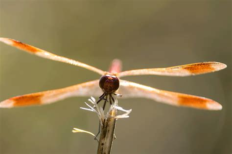 2015年9月のブログ記事一覧 Days Of Dragonflies And Moths