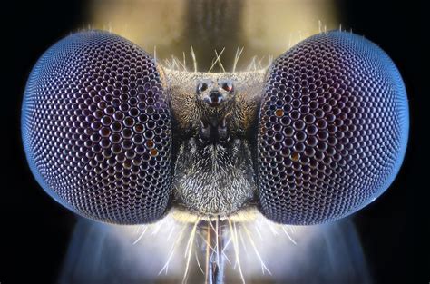 Amazing Macro Photographs Of Insects Mirror Online