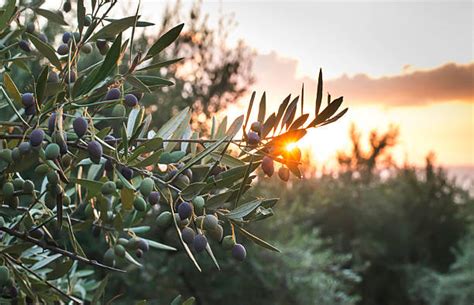 Olive Tree Stock Photos Pictures And Royalty Free Images Istock