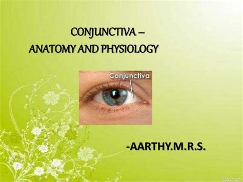 Eye Anatomy Conjunctiva