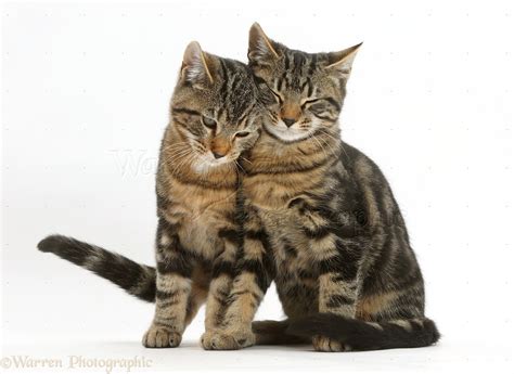 Tabby Cats Sitting Together And Rubbing Photo Wp41259