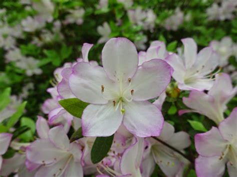 Known for their incredible adaptability. Love, Joy and Peas: Pink and White Azalea Photos