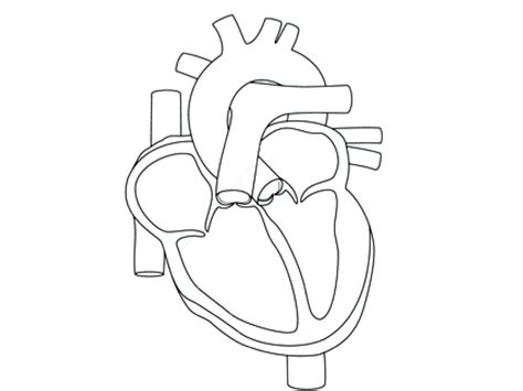 Human Heart Drawing Outline At Getdrawings Free Download