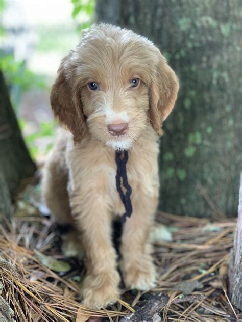 We have a litter of english cream puppies.they can leave at ten weeks of age and come with two sets of puppy. Golden Doodle Puppies For Sale | Gainesville, FL #303597