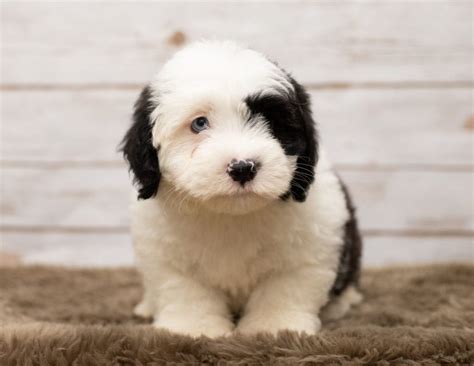 F1 Mini Sheepadoodle Puppies For Sale | Iowa Sheepadoodle ...