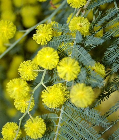 Best Of Acacia Mimosa Flower 17