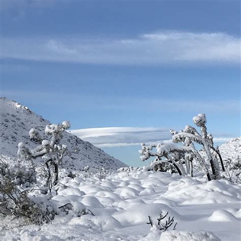 Winter Wonderland In Joshua Tree National Park Magentaraven