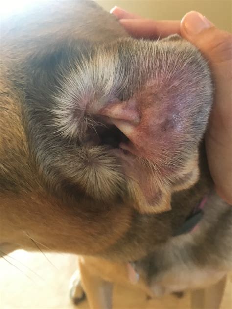 My Dog Looks Like She Has A Hemotoma In Her Ear Flap Its A Small