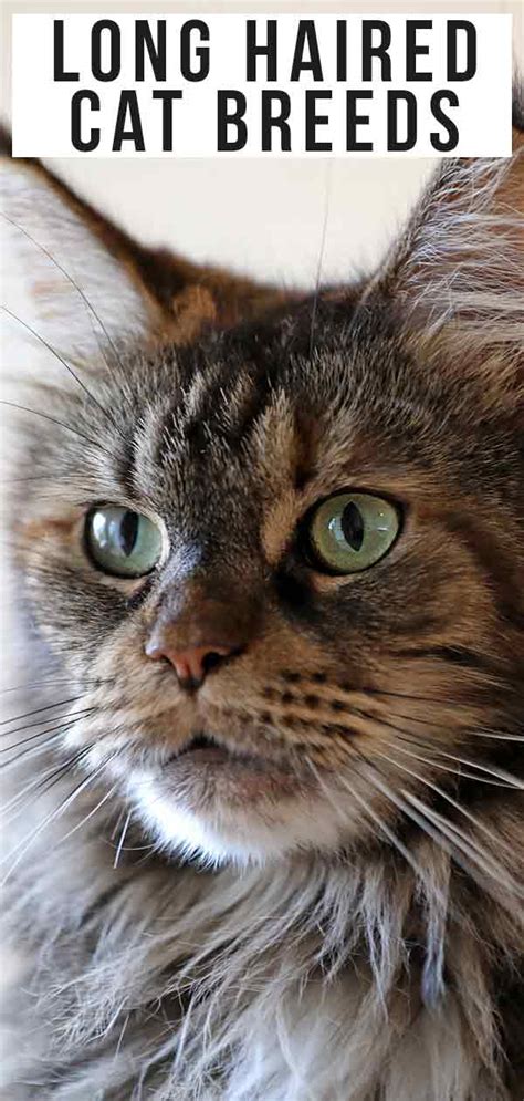 Feed your cat two or three meals a day. Long Haired Cat Breeds - Different Breeds, Care And Grooming