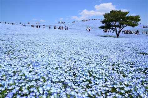 Nemophila Blooms At Japans Hitachi Seaside Park