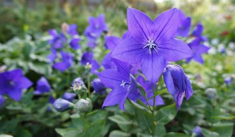 We are toronto's best balloon store. Balloon Flower Blue 30 Seeds Chinese Bellflower -Most ...