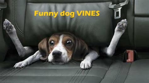 Funny Dog Vines L I Challenge You Try Not To Laugh Funny Dogs Youtube